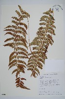 藏品(鋸葉耳蕨)的圖片