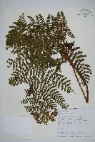 藏品(柄囊蕨)的圖片