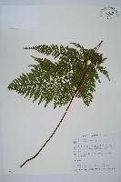 藏品(碗蕨)的圖片