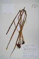 藏品(書帶蕨)的圖片