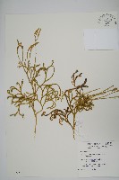 藏品(地刷子)的圖片