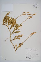 藏品(石松)的圖片