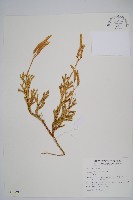 藏品(石松)的圖片