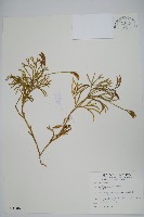 藏品(地刷子)的圖片