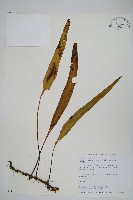 藏品(鱗瓦葦、長柄瓦葦)的圖片