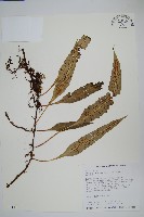 藏品(波氏星蕨)的圖片