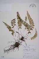 藏品(紅苞蹄蓋蕨)的圖片