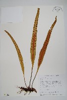 藏品(大星蕨)的圖片