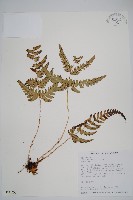 藏品(南海鱗毛蕨)的圖片