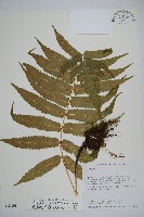 藏品(史氏鱗毛蕨)的圖片