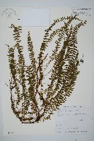 藏品(攀緣鱗始蕨)的圖片