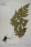 藏品(毛葉軸脈蕨)的圖片