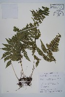 藏品(團羽鱗蓋蕨)的圖片