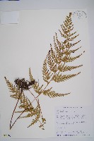 藏品(烏蕨)的圖片