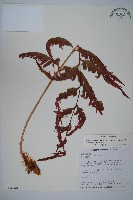 藏品(臺灣狗脊蕨)的圖片