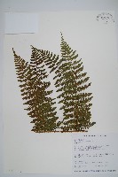 藏品(柄囊蕨)的圖片