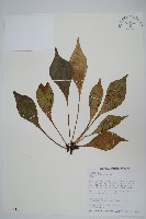 藏品(車前蕨)的圖片