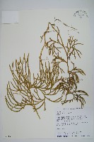 藏品(地刷子)的圖片