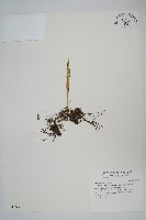 藏品(擬芨瓦葦)的圖片