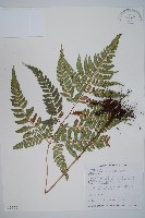 藏品(小葉複葉耳蕨)的圖片