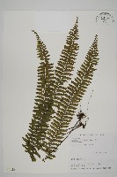 藏品(薄葉孔雀鐵角蕨、邊孢鐵角蕨)的圖片