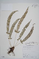 藏品(韓氏耳蕨)的圖片