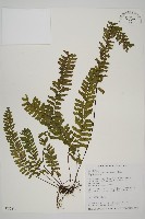 藏品(薄葉孔雀鐵角蕨、邊孢鐵角蕨)的圖片