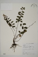 藏品(翅柄鐵線蕨)的圖片