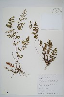 藏品(毛碎米蕨)的圖片