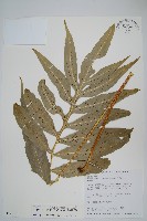 藏品(大線蕨)的圖片