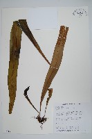 藏品(星蕨)的圖片