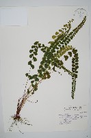 藏品(圓葉陵齒蕨)的圖片