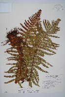 藏品(尖葉耳蕨)的圖片