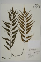 藏品(革葉鐵角蕨)的圖片