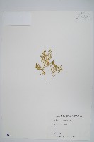 藏品(膜葉卷柏)的圖片