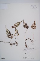 藏品(寬葉冷蕨)的圖片