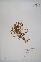 藏品(玉山耳蕨)的圖片