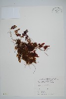 藏品(細葉蕗蕨)的圖片