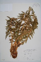 藏品(福山氏耳蕨)的圖片