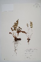 藏品(鋸齒葉鱗毛蕨)的圖片