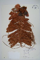 藏品(連珠蕨)的圖片