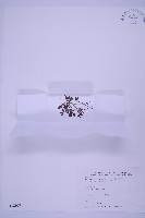 藏品(銀杏葉鐵角蕨)的圖片