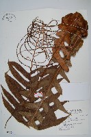 藏品(連珠蕨)的圖片