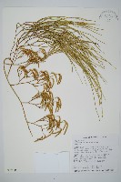 藏品(木賊葉石松)的圖片