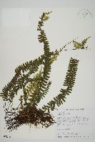 藏品(生芽鐵角蕨)的圖片