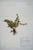 藏品(圓葉陵齒蕨)的圖片