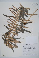 藏品(蘇鐵蕨)的圖片