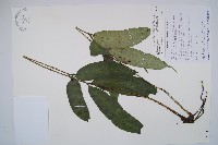 藏品(台灣原始觀音座蓮)的圖片