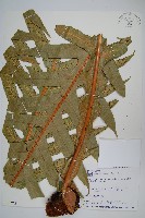 藏品(崖薑蕨)的圖片