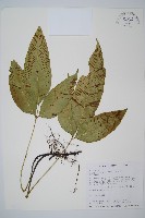 藏品(細柄雙蓋蕨)的圖片